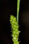 Limestone meadow sedge